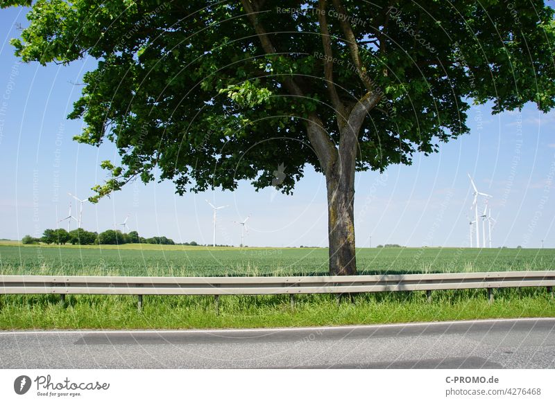 Baum an Bundesstraße vor Feld mit Windrädern Straße Leitplanke Windkraftanlage Landschaft Straßenbelag Windrad