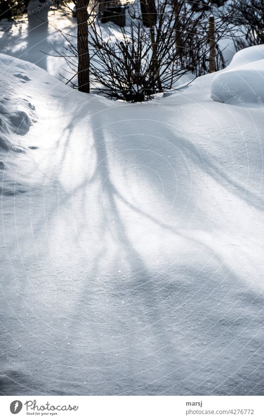 Feinste Schatten eines Baumes auf einer unberührten Schneedecke. unberührte Natur Winterurlaub abstrakt Schneefall Reinheit Sonnenlicht Strukturen & Formen
