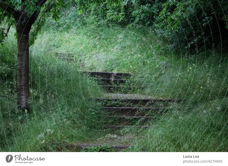 Treppenstufen im Park, ein Urwald mitten in der Stadt Stufen grün verwunschen märchenhaft üppig geheimnisvoll Natur Außenaufnahme üppig (Wuchs) Wachstum