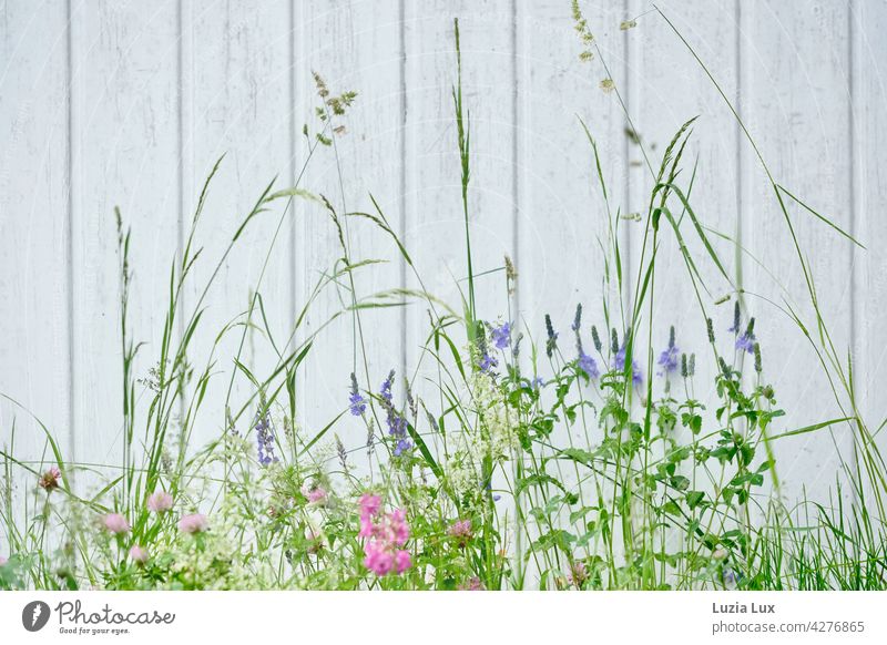 Wiesenblumen und Gräser vor einem Holztor, zart blühend blau rosa weiß Blühend Pflanze Blume Frühling grün schön Tag Duft Blüte Frühlingsgefühle Natur Wachstum