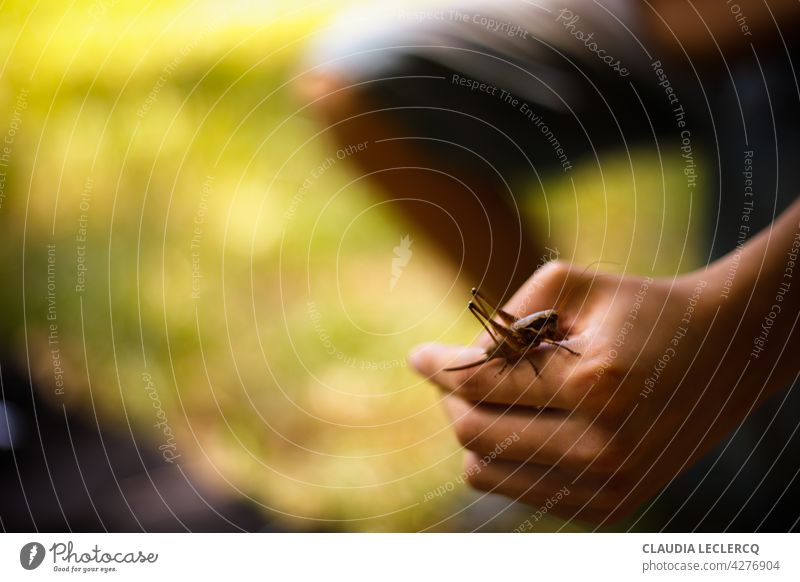 Grashüpfer auf der Hand. Sommer im Südwesten Frankreichs. Zikade Außenaufnahme Farbfoto Tier Insekt Nahaufnahme Schwache Tiefenschärfe Detailaufnahme Umwelt