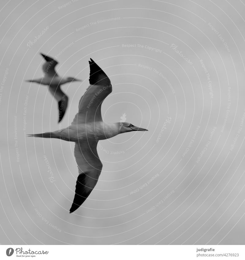 Zwei Basstölpel im Flug Vogel fliegen Meer Meeresvogel Tölpel (Vogelart) Eleganz Flügel Himmel Wildtier Tier Natur Freiheit Umwelt Paar zwei doppel übereinander