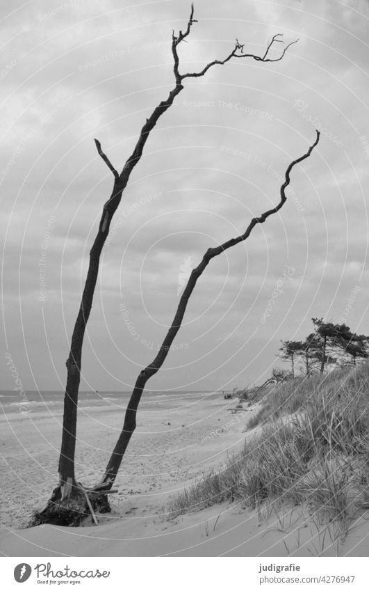 Weststrand Küste Darß Strand Ostsee Windflüchter Baum Paar kahl Landschaft Natur Umwelt natürlich wild grau Düne Gras Stimmung Klima Meer Himmel
