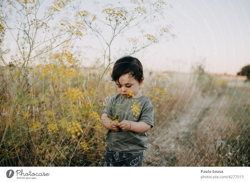 Kind spielt mit wilden Blumen Neugier erkunden 1-3 Jahre Kaukasier Sommer authentisch Freizeit & Hobby Kindheit Lifestyle Außenaufnahme Natur Glück Freude