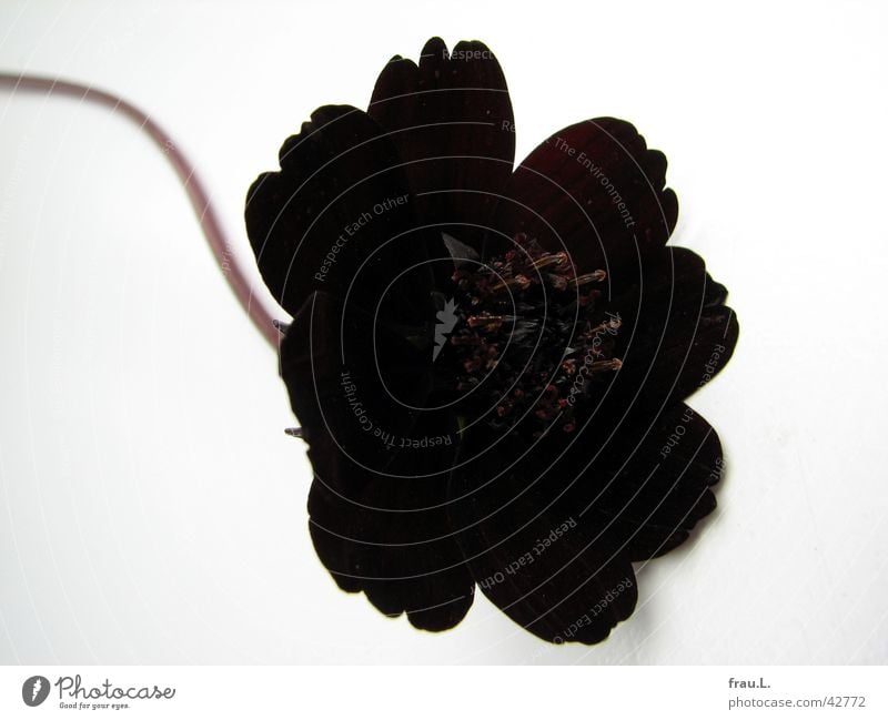 schwarze Witwe Staubfäden Blume Pflanze Blatt schön bescheiden Blütenblatt rot Dekoration & Verzierung einfach scabiose witwenblume Natur