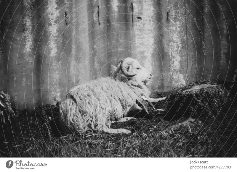 Altes Schaf ruht in der heißen Tageszeit Nutztier Metallwand ausruhen Viehhaltung Schwarzweißfoto lost places Wellblech Ruhephase verwittert Zahn der Zeit