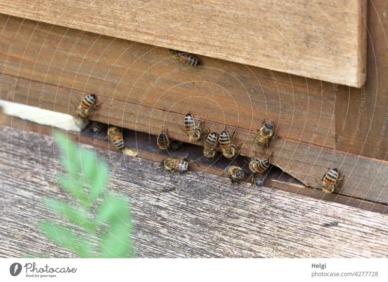 Bienen am Einflugloch eines Bienenstocks Insekt Imme Makroaufnahme Honigsammler bedroht Honigbiene Natur Imkerei Bienenzucht Sommer Holzkasten fleißig Blatt