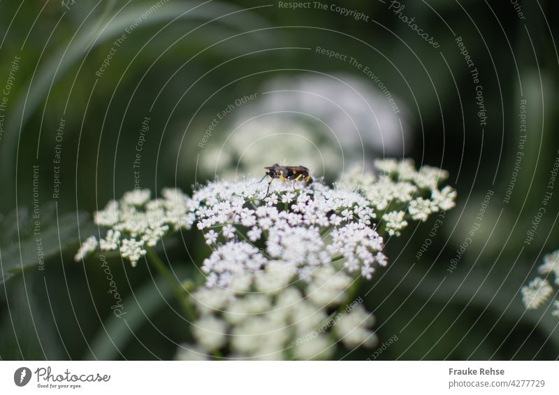 Weiße Blüten des gewöhnlichen Gierschs (Aegopodium podagraria) mit einem Besucher Gewöhnlicher Giersch Geißfuß Zipperleinskraut Garten weiß kleine Blüten Wiese