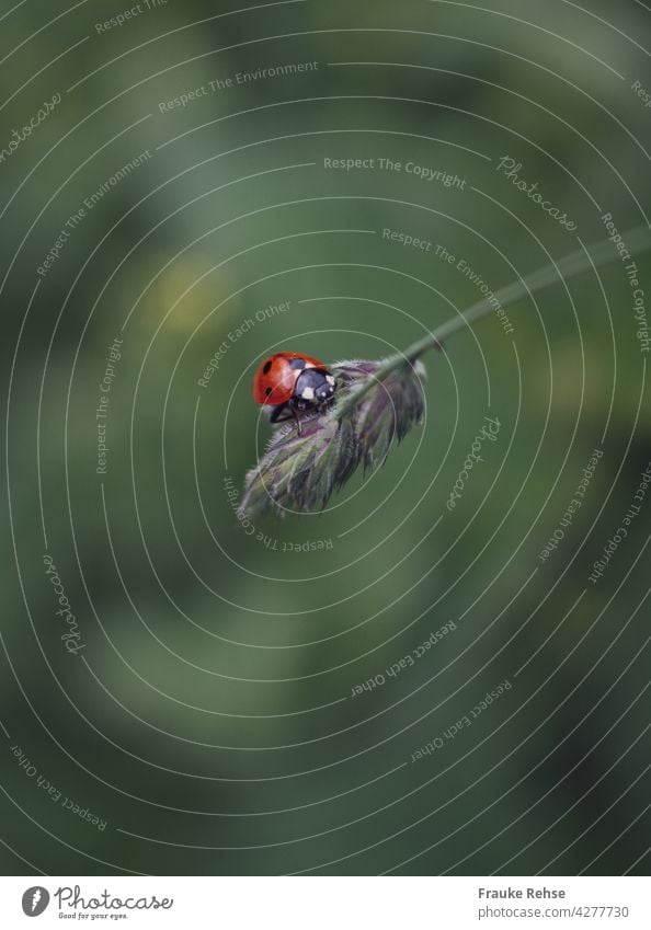 Ein Marienkäfer macht Rast auf einem Grashalm Glückskäfer Käfer Knaulgras schwarze Punkte niedlich rot knäuelig Rispe Horste Wiese graugrün Glücksbringer
