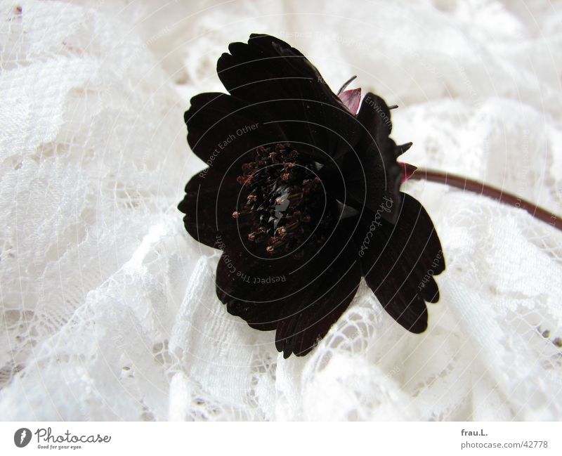 schwarze Witwe - die letzte Blume Pflanze Blatt Stoff einfach Stengel Staubfäden rot Dekoration & Verzierung brüssler spitze brüsssel Spitze Kitsch Natur edel