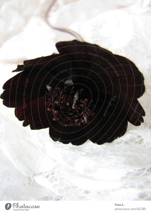 schwarze Witwe mit Spitze Blume Blüte Blütenblatt rot Dekoration & Verzierung staubefäße Kitsch Natur scabiose witwenblume
