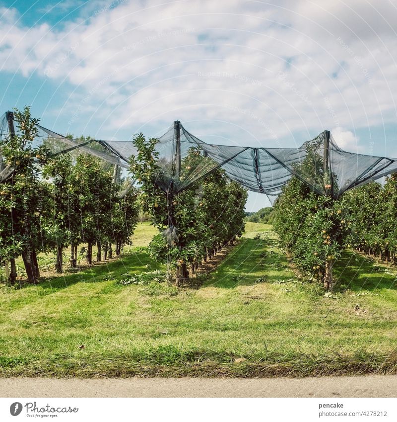 risikominimierung Obst Apfelbaum Apfelplantage Bodensee Schutz Schutznetz Hagelschutz Obstanbau Unwetter Risikomanagement Risikominimierung