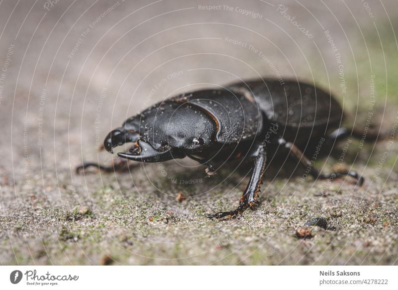 Dorcus parallelipipedus, der Zwerghirschkäfer Insekt Makro Wirbellose Wanze Coleoptera Natur Fauna schwarz animalia Nahaufnahme Entomologie Umwelt Tausendfüßler