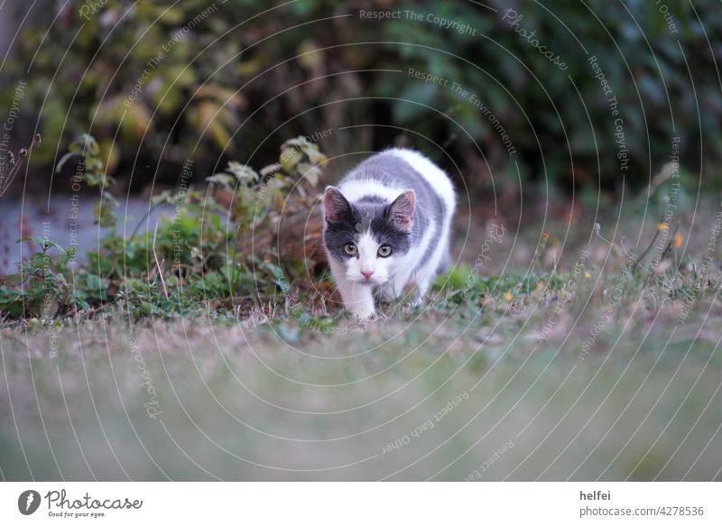 Mitteleuropäisch Kurzhaar Katze schleicht sich an ihre Beute an, mit blick Direkt in die Kamera in die Kamera schauen grau weiß Augen Tier Haustier Hauskatze