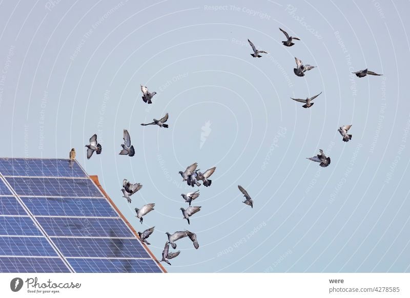 ein Schwarm fliegender Tauben vor einem Dach mit Sonnenkollektoren, auf dem ein Habicht sitzt buteo Tier Tiermotive Tierwelt Tiere in der Wildnis