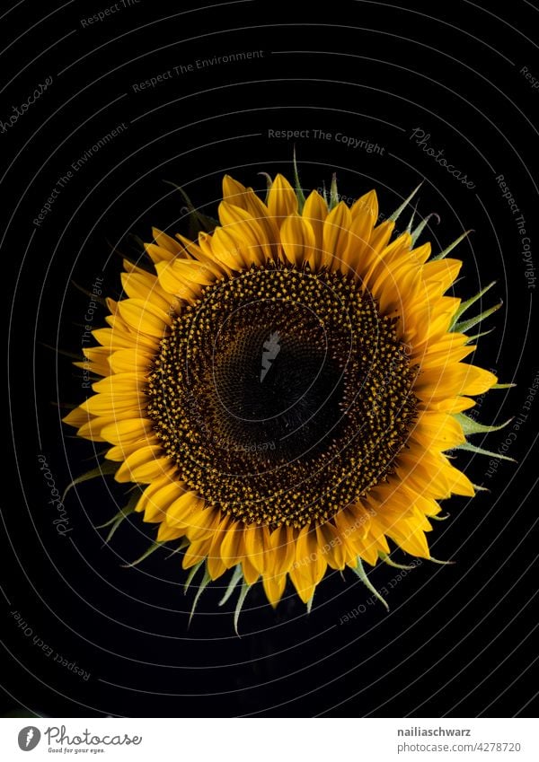 Sonnenblume Sommer sonnig Sommerzeit Feld hell groß gelb im Freien Natur Blume geblümt rund viele Sonnenlicht warm vereinzelt schwarz schwarzer Hintergrund