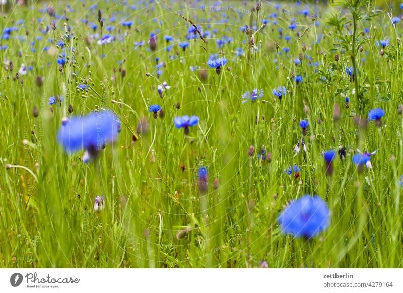 Kornblumen again acker blau blaue blume feld frühjahr frühling kornblume lichtung natur romantik romantisch sommer wachstum wiese wild wildwiese weide
