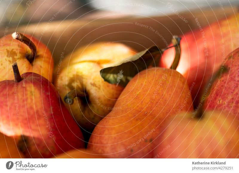 Herbst-Birnenernte rot Ernte Frucht Lebensmittel Diät frisch Gesundheit Vegetarier Veganer Bestandteil reif reifen geerntet Frische fallen Sommer Ackerbau