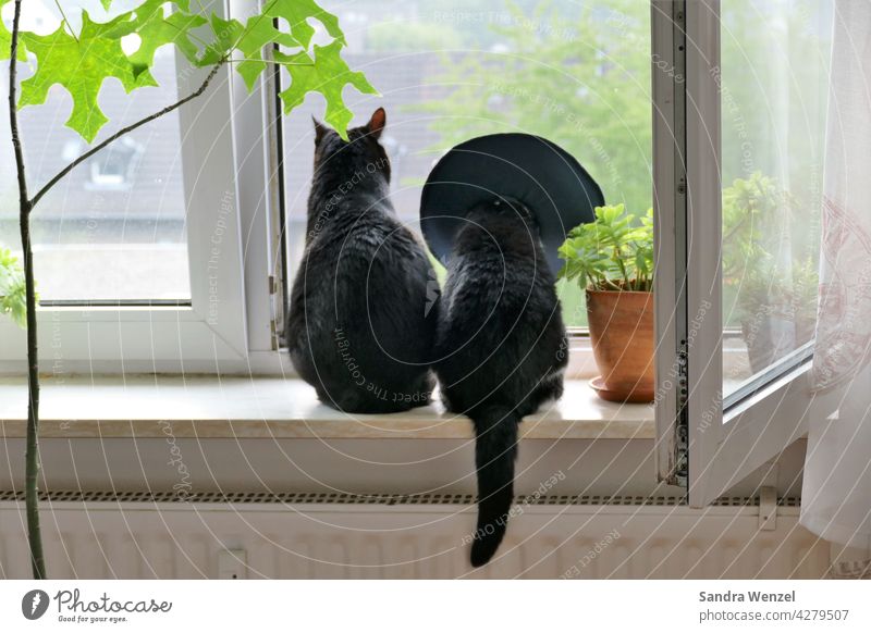 Katzenpaar am Fenster Tierarzt Tiermedizin Ohrenentzündung Halskrause Zusammenhalt Akzeptanz Pärchen Katzenhaltung Rudeltiere sozialisiert artgerecht