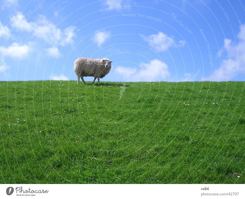 frisch gemääääht Niederlande Wattenmeer Deich grün Wiese Wolken Gras Wolle Tier ruhig Langeweile weiß Himmel Insel Nordsee blau Schaf Texel 1