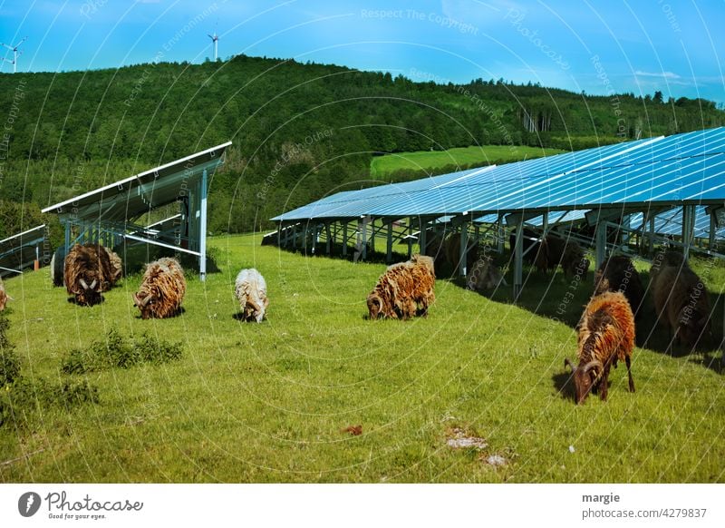 Schafe grasen unter einer Solaranlage Sonne Industrie Umwelt Pflanze regenerativ Panel Paneele solar Kraft Elektrizität Erzeuger sonnig Nutztier