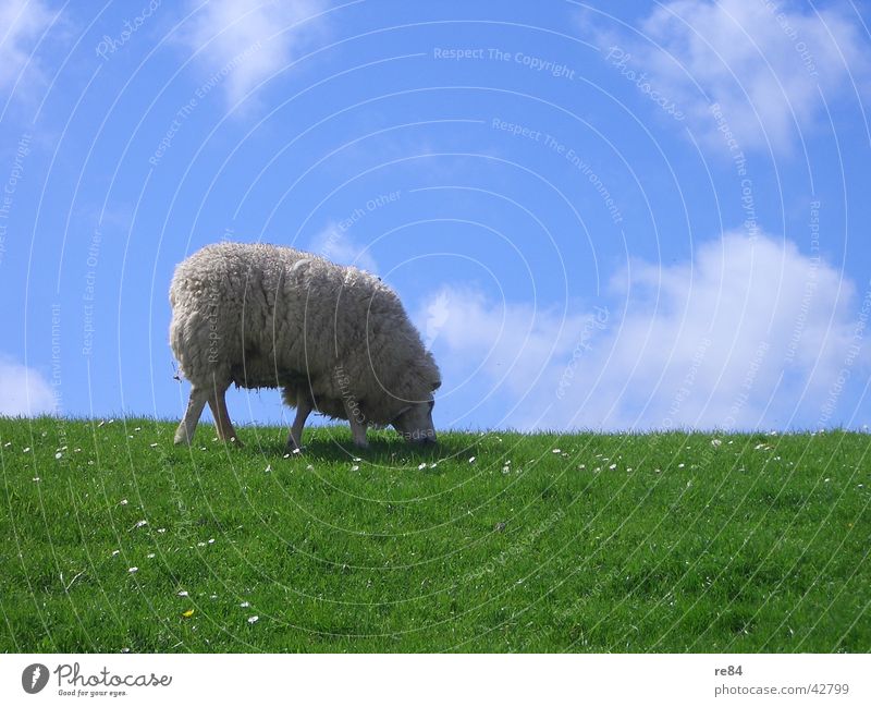 ein wollkneuel kommt selten allein Niederlande Wattenmeer Deich grün Wiese Wolken Gras Wolle Tier ruhig Langeweile weiß Himmel Insel Nordsee blau Texel Schaf