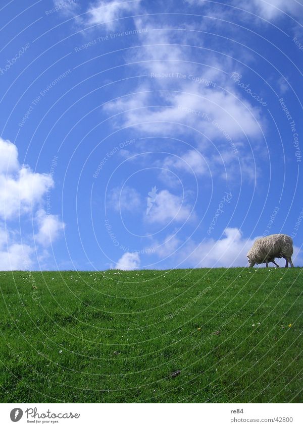 green blue white and schaaf Niederlande Wattenmeer Deich grün Wiese Wolken Gras Wolle Tier ruhig Langeweile weiß Himmel Insel Nordsee blau Schaf Texel