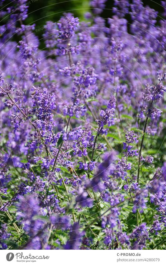 Lavendel - Lila Blumenmeer Garten Beet grün Park Natur lila Blüte Pflanze Lavandula angustifolia