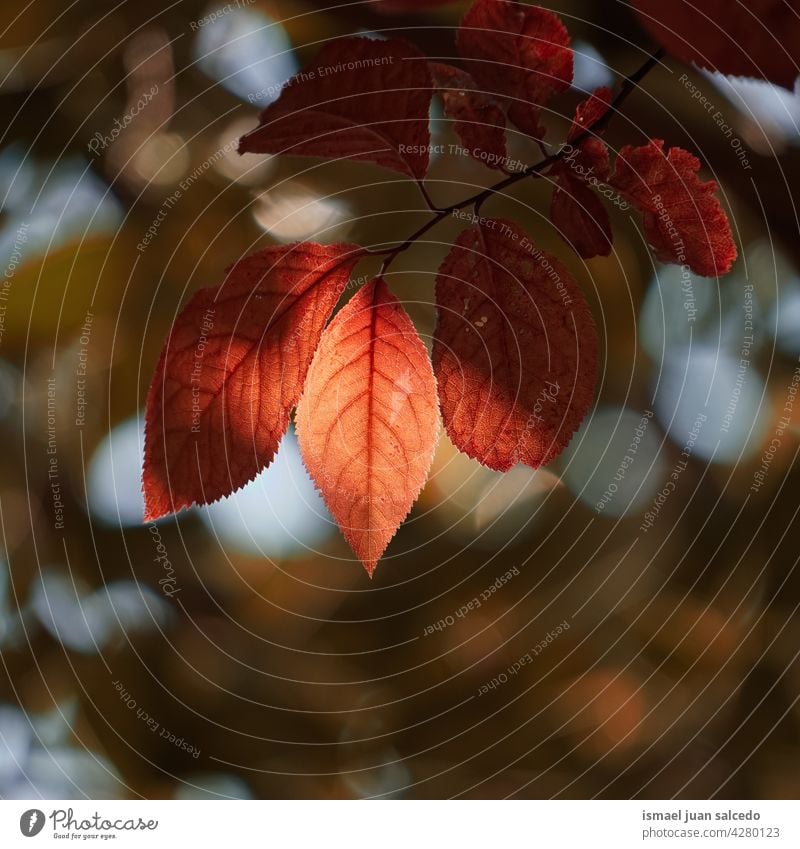 rote Baumblätter im Herbst Saison Niederlassungen Blätter Blatt Natur natürlich Laubwerk texturiert im Freien Hintergrund Schönheit Zerbrechlichkeit Frische