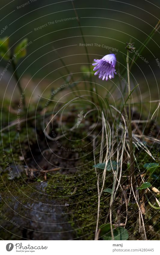 Alpen-Soldanelle (Soldanella alpina) im Düsteren. Ein Narr, wer bei einer Alpentroddelblume an einen Trottel denkt. geheimnisvoll Bergblume unscheinbar Blume