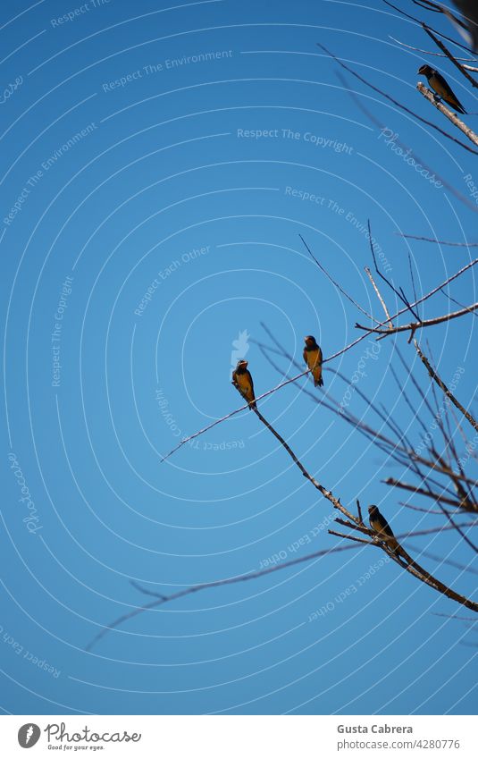 Kleine Vögel, die sich auf den Ästen eines Baumes ausruhen, unter einem blauen Himmel. himmelblau Ast minimalistisch sehr wenige Natur Außenaufnahme Farbfoto