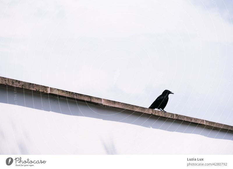 Auf der Mauer...  schwarze Krähe Rabe Vogel Rabenvögel Außenaufnahme Himmel wild Stadt Linie gerade Licht blau Wolken Frühling glänzend aufmerksam Natur fliegen