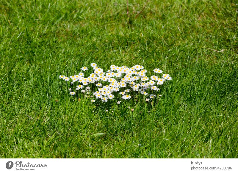 Gänseblümcheninsel auf einer grünen Wiese. Eine Gruppe Gänseblümchen,  Bellis perennis Gänsblümchen Sommer blühen Blühend Wiesenblume neutraler Hintergrund Gras