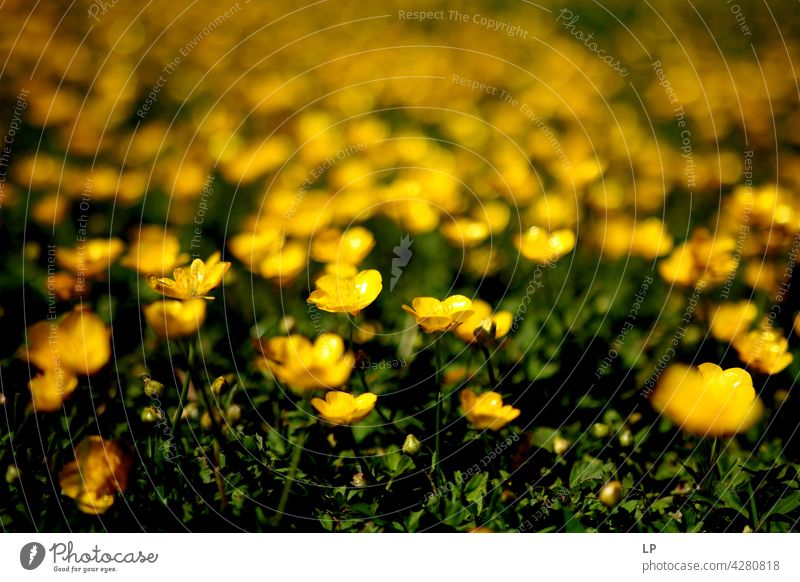 Hintergrund von gelben Blumen Feld feminin Wärme fest Hoffnung Freiheit Kontrast Low Key geheimnisvoll träumen Gefühle Ruhe ruhig Windstille Sinnesorgane