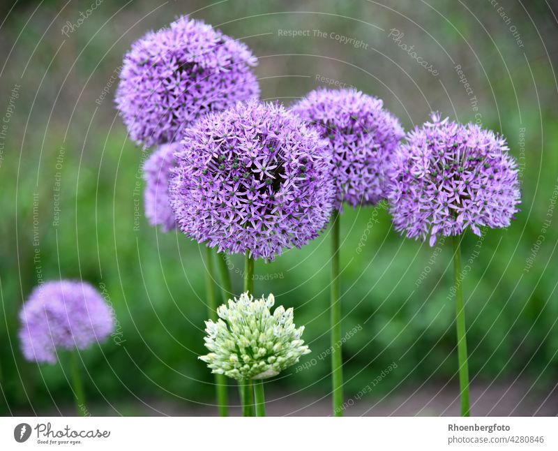 violett blühender Zierlauch in Nachbars Garten zierlauch garten läuche gemüse gewürz kochen zutat bume staude zwiebelblume lila blüte knospe stängel groß