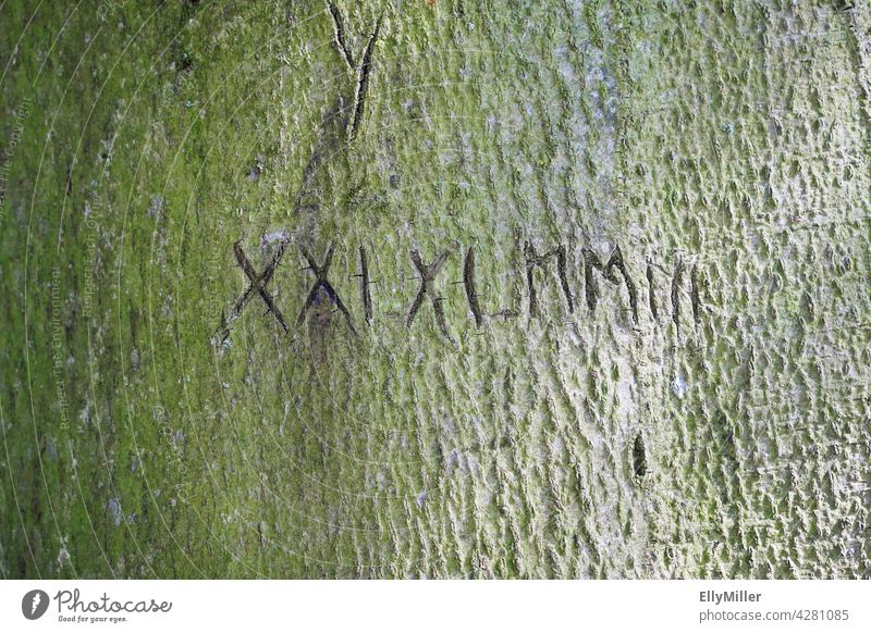 Römische Zahlen mit Datumangabe, in eine alte Baumrinde geritzt. römisch Ereignis eingeritzt Datumeingabe Moos grün Rinde ritzen rau Hintergrund Natur Andenken