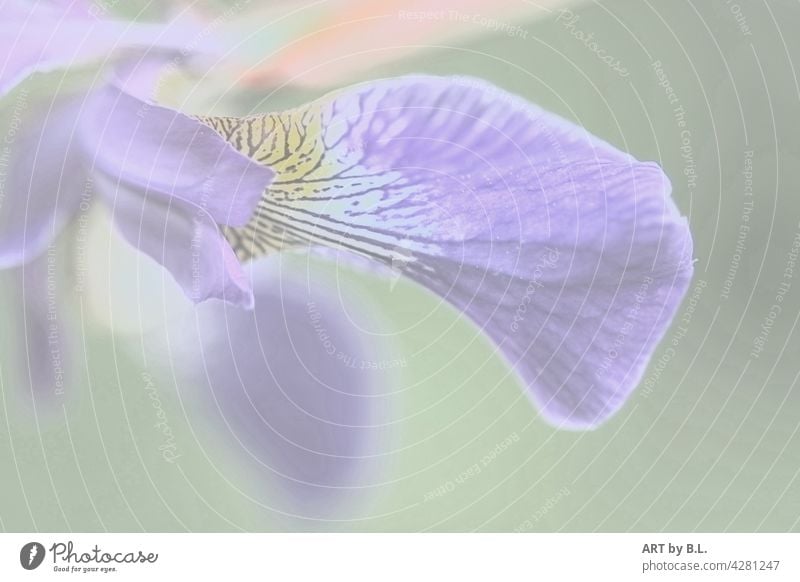 Lilie Blütenblatt mit wenig Farbe lilie schwingung geschwungen ausschnitt blume lebendig blüte lilienblatt unscharf hell unterbelichtet hintergrund