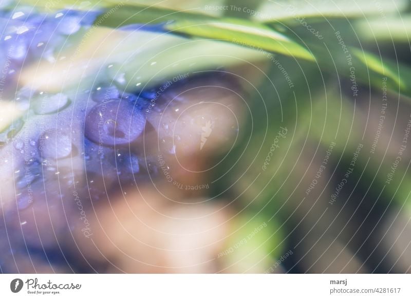 Ein Hauch von Wassertropfen auf Enzian. nass enzianblau Schwache Tiefenschärfe Pflanze Garten frisch erfrischend belebend Reflexion & Spiegelung Kontrast Leben