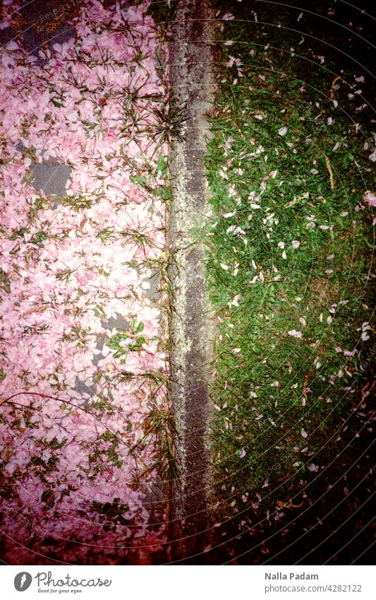 Blüten auf dem Weg analog Analogfoto Farbe Farbfoto Straße Rasen Stein Wiese grün weiß grau Außenaufnahme menschenleer Begrenzung Teilung Frühling