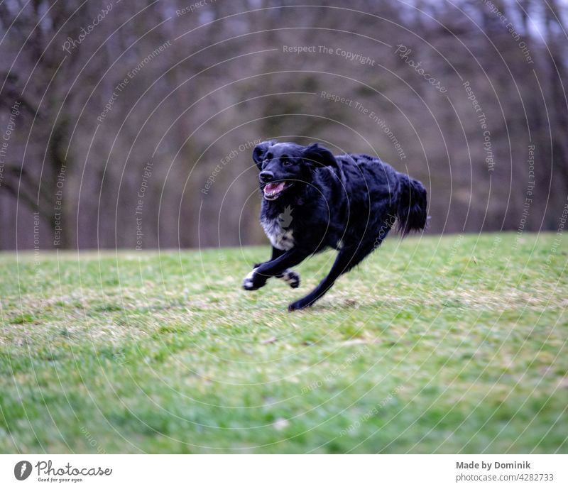 Laufender schwarzer Hund auf einer grünen Wiese vor Bäumen Hundeblick Hundeportrait Tier Haustier Tierporträt Außenaufnahme Natur Glück Freude Fell Säugetier