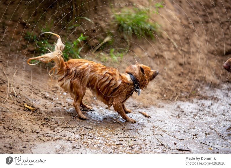 Nasser kleiner Hund schüttelt sich trocken nach dem Baden Haustier Nasser Hund nass Wasser Farbfoto Gassi gehen Tierporträt Außenaufnahme Spaziergang Natur