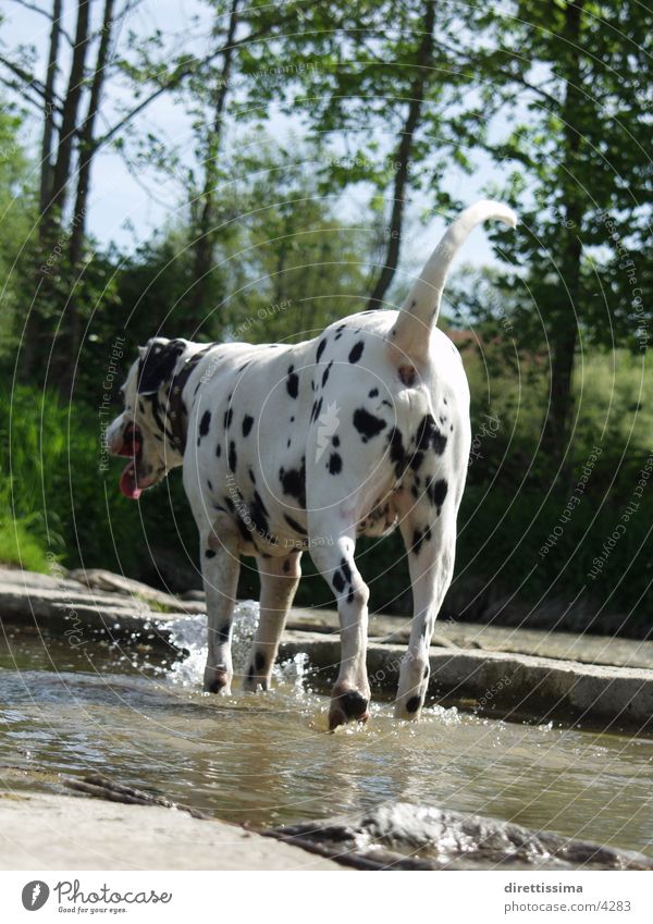 Dalmi_on_water Hund Dalmatiner Haustier Wasser