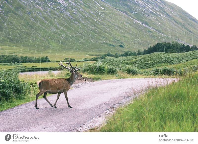 unterwegs in Schottland Hirsch Rothirsch Edelhirsch schottisch Rotwild Geweih Hirschgeweih nordisch Naturerlebnis Ruhe Stille idyllisch Idylle freilebend