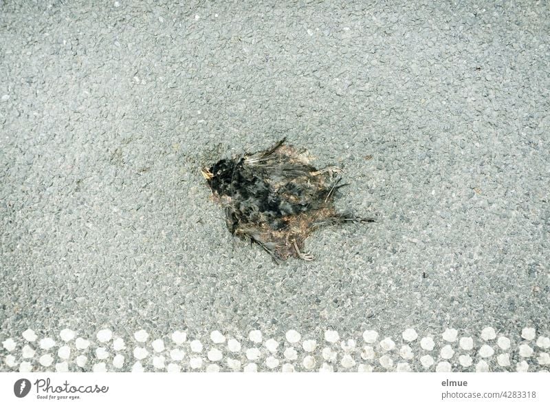 Ein platt gefahrener schwarzer Vogel liegt auf der Asphaltstraße tot toter Vogel überfahren Mitleid Straße Randstreifen grau Tod Straßenverkehr Totes Tier