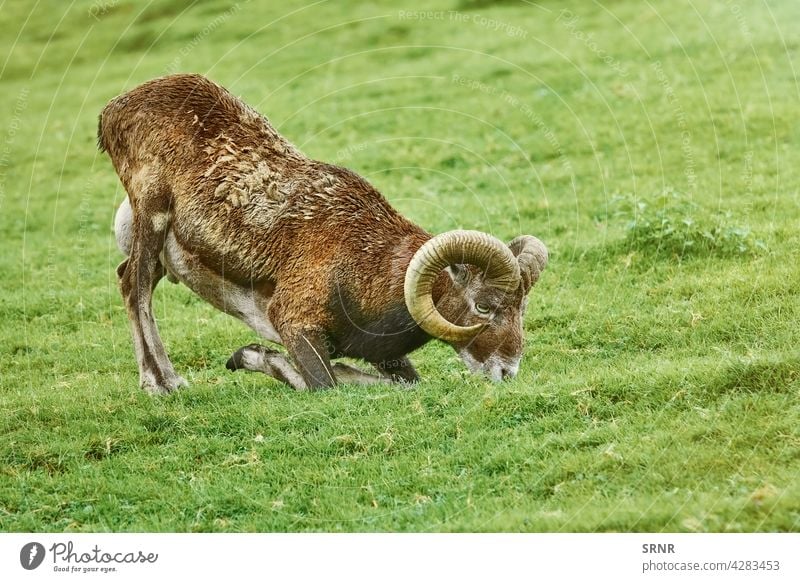 Widder im Gras Tier Haustier Hausschafe domestizierte Schafe ausgeglichen Mutterschaf Landwirtschaft Fauna Futterplatz Feld Grasland weiden Weidenutzung Kräuter