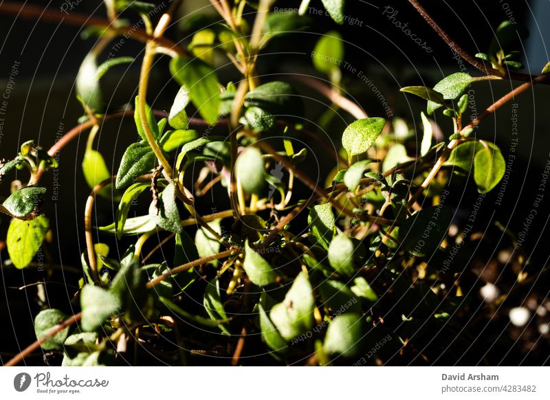 Makro-Nahaufnahme von verworrenen Gruppe von Stämmen und Blättern auf Thymian Pflanze in warmen Sonnenlicht Thymus vulgaris Thymusdrüse Lamiaceae Kraut