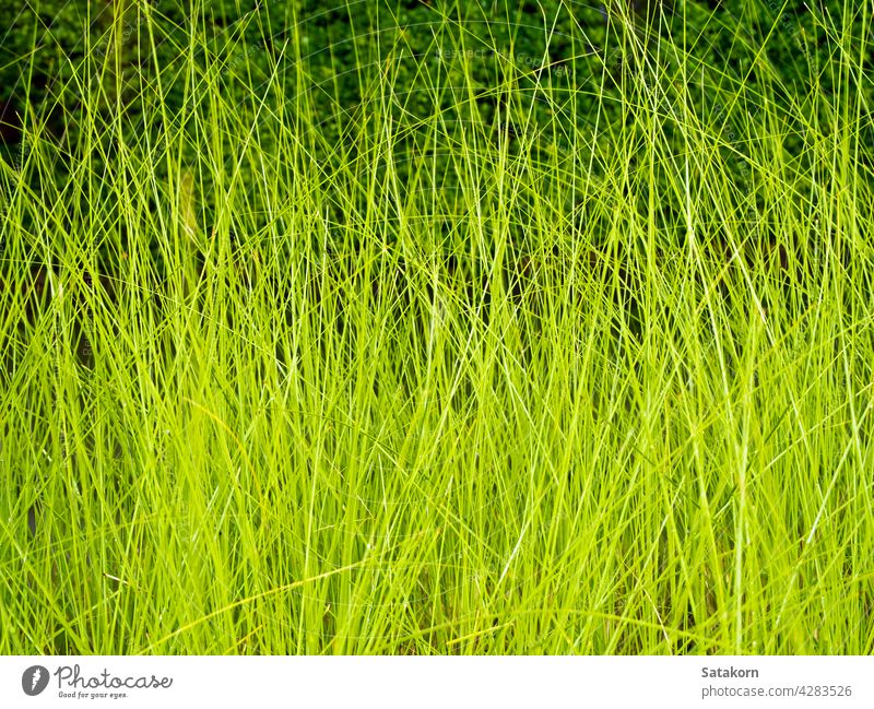 Beleuchtung auf Grashalm im Wind bei Nacht Natur Klinge grün dunkel Textur Pflanze Saison Farbe Muster Hintergrund gelb natürlich Licht Blatt im Freien Beton