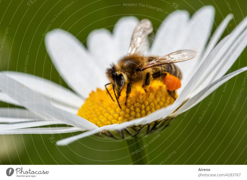 weil jede Biene wertvoll ist Blume fleißig Margerite natürlich krabbeln genießen ansammeln Lebensfreude nachhaltig Duft Pollen Pflanze Blüte Nutztier Insekt