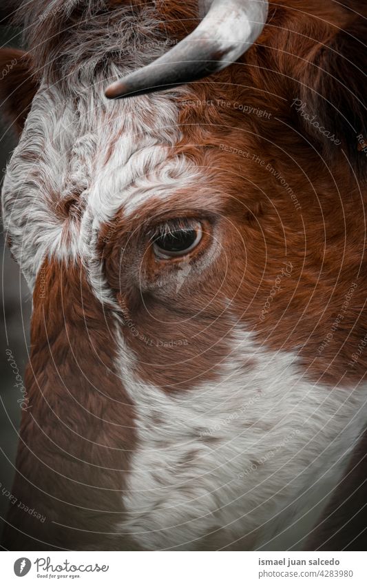 schöne braune Kuh Porträt auf der Wiese Braune Kuh Hörner Tier Weide Weidenutzung wild Kopf Tierwelt Natur niedlich Schönheit wildes Leben ländlich Bauernhof