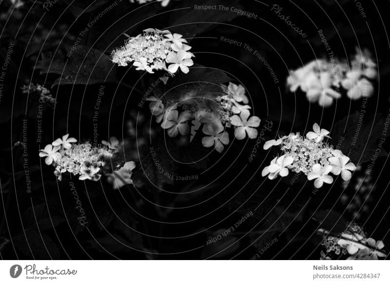 Viburnum blüht im Garten in der Sonne. Schwarz und weiß. Landschaft Schönheit Tropfen Blätter Sommer Farbe Pflanze Hintergrund Nahaufnahme Überstrahlung Blume